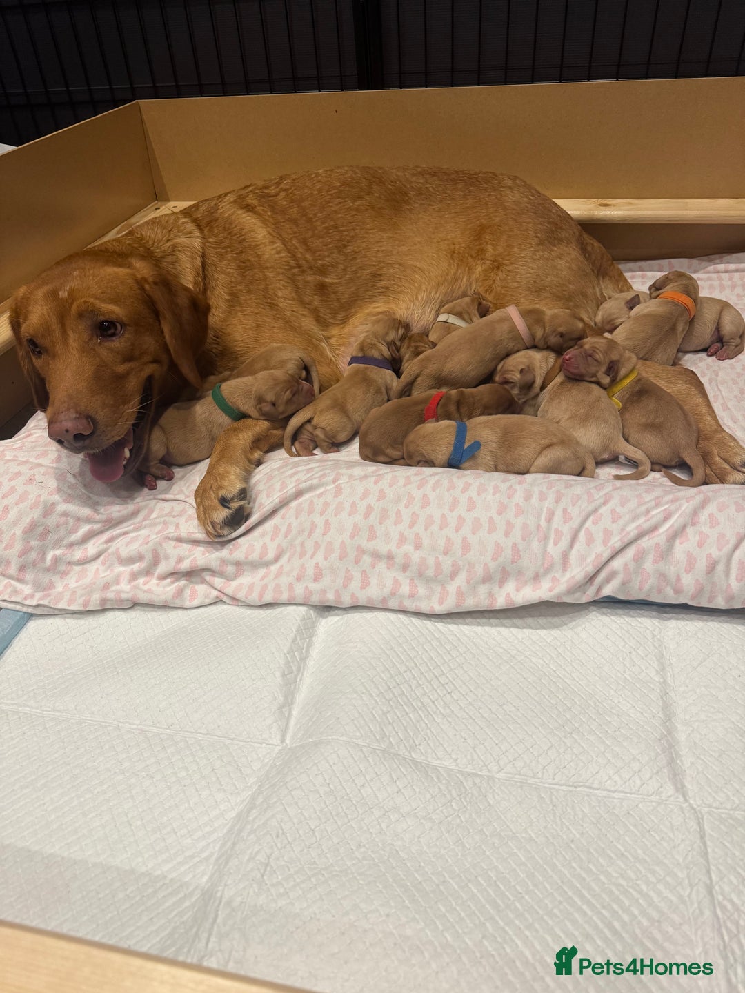 Labrador Retriever dogs for sale: Fox Red litter born 5th August - Image 19