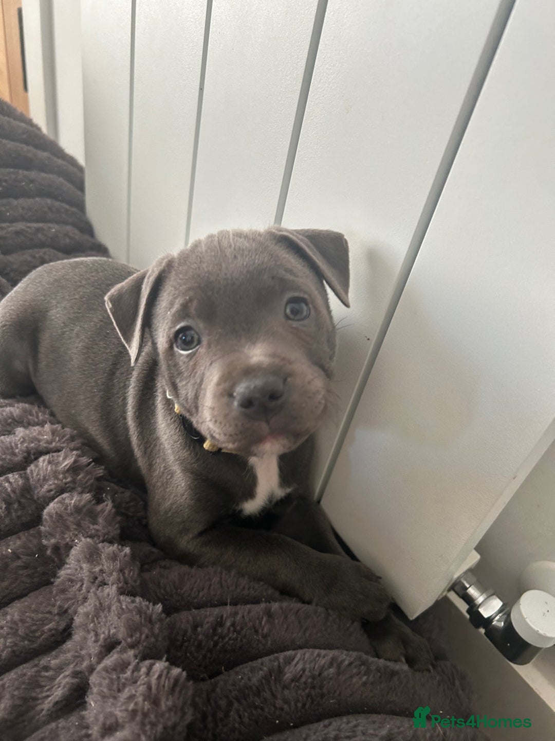 Staffordshire Bull Terrier dogs for sale: Stunning Blue Staffordshire Bull Puppies for sale - Image 29