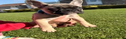 French Bulldog dogs for sale: French 🐶💙Bulldog Puppies🐶💙 - Advert 8