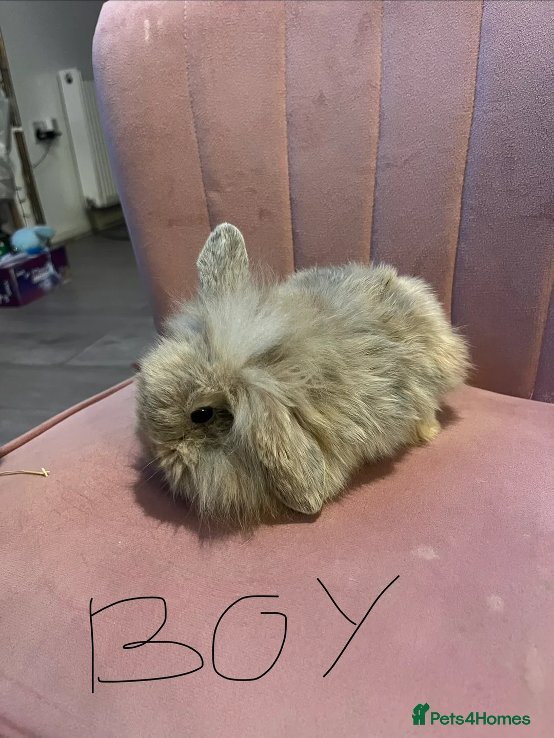 Mini Lop rabbits for sale: Mini lop - Advert 5