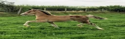 Welsh Section C horses for sale: Welsh section c filly  - Advert 6