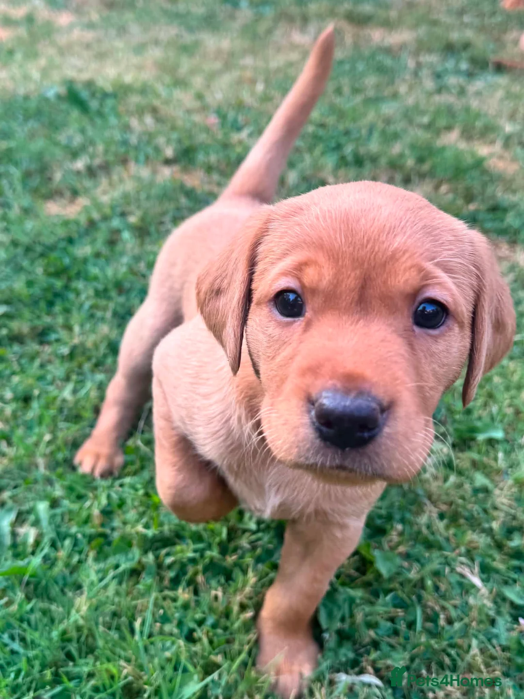 Labrador Retriever dogs for sale: Fox Red Labradors in Oswestry - Advert 1