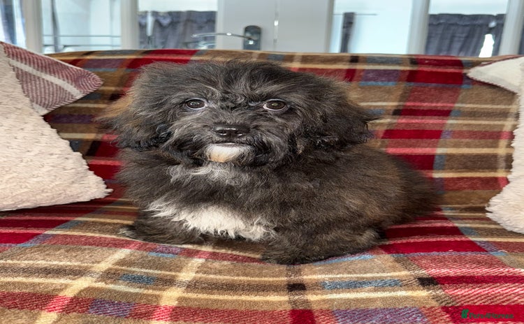 Shihpoo dogs - Advert 1