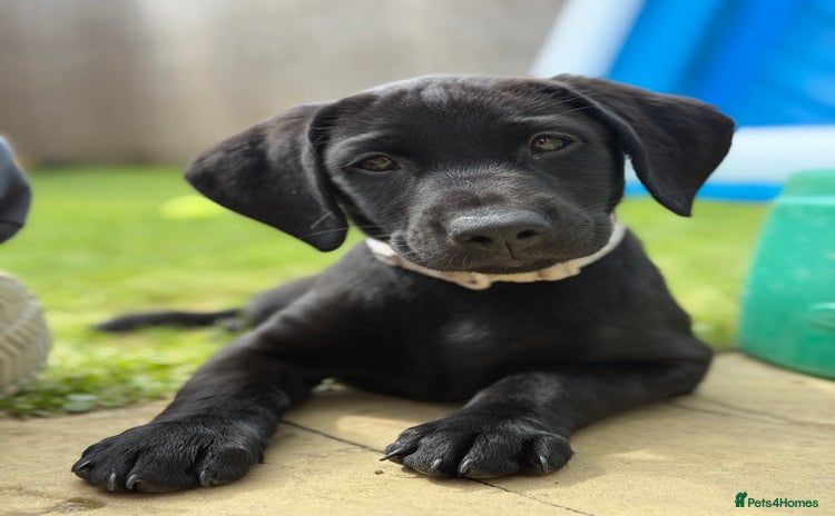Labrador Retriever dogs - Advert 1