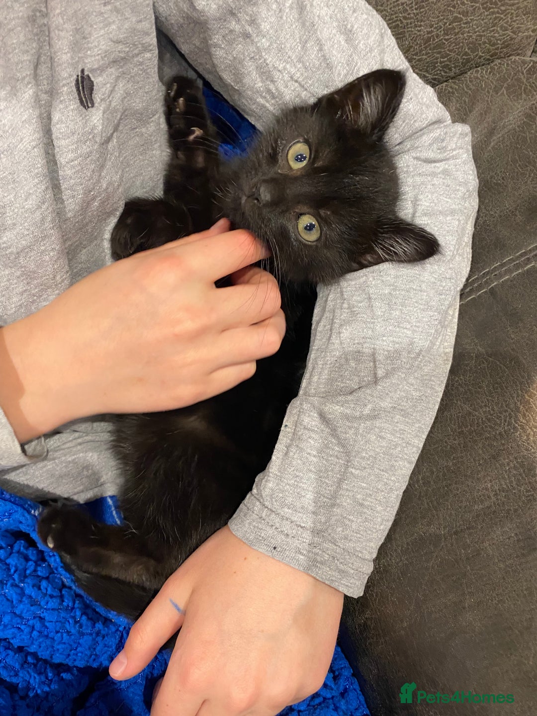 Mixed Breed cats for sale: Gorgeous fluffy black kitten full of love  - Advert 4