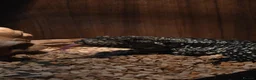 Monitor reptiles for sale: Argentine Black and White Tegu for sale - Advert 2