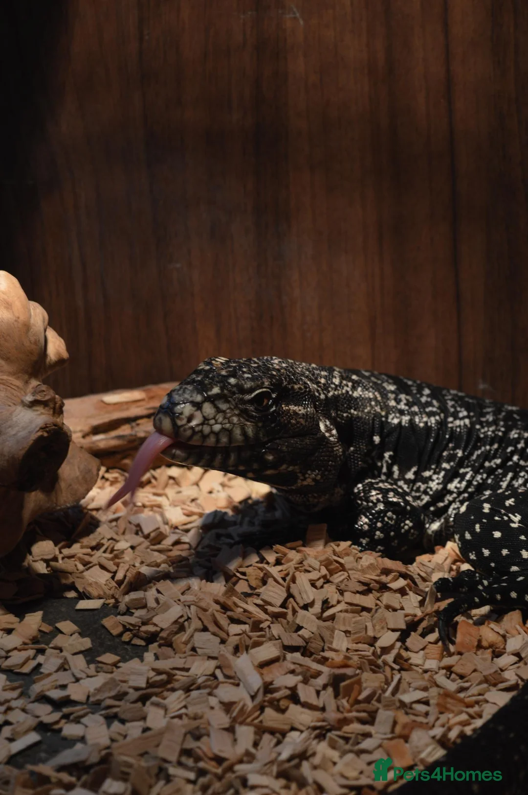 Monitor reptiles for sale: Argentine Black and White Tegu for sale - Advert 2