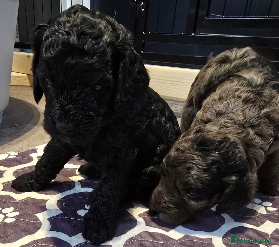 Cavapoo dogs for sale: Cavapoo puppies extensive health tested - Advert 7