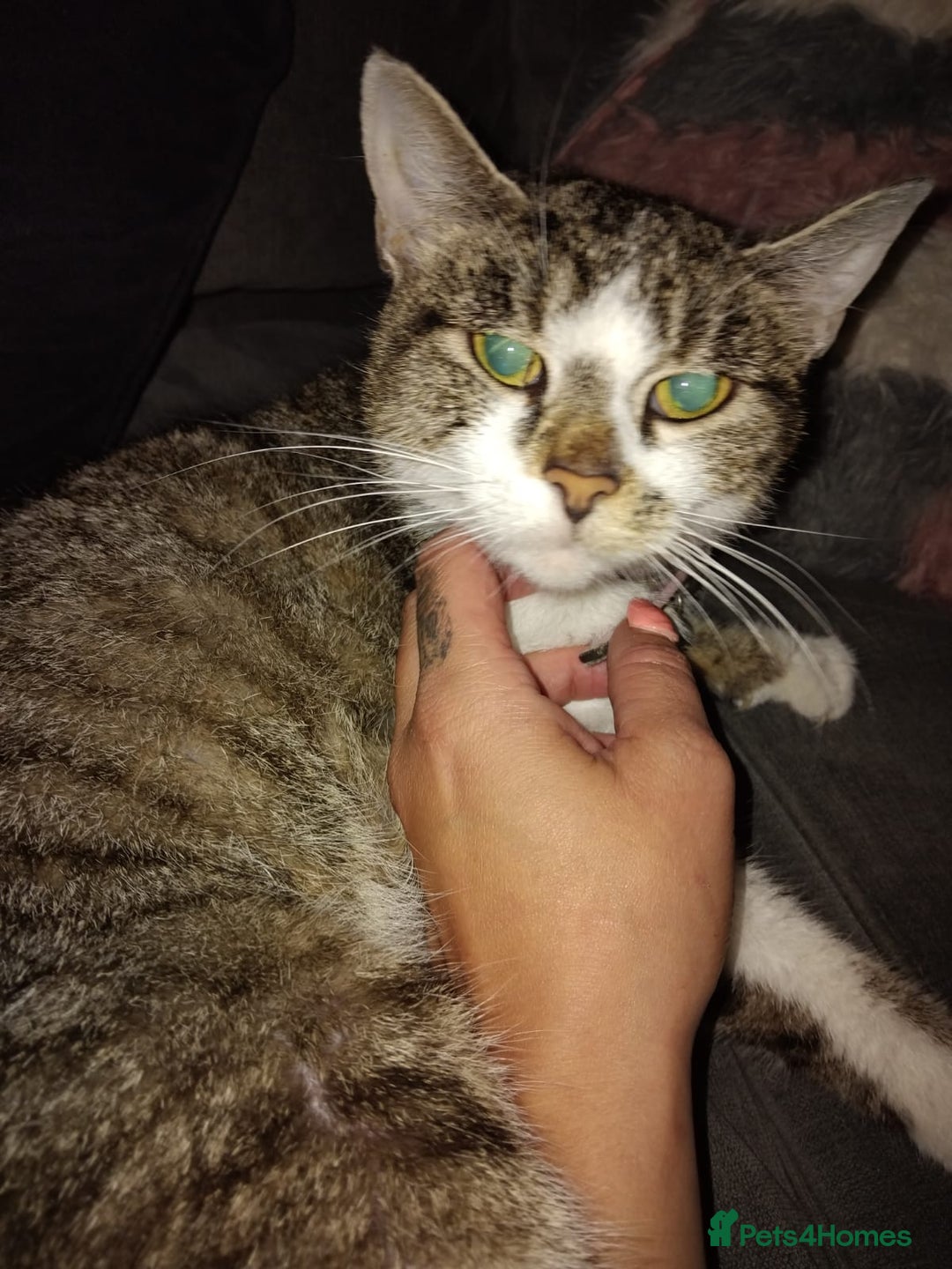 Mixed Breed cats for sale: 6 adorable kittens with different prints - Image 9