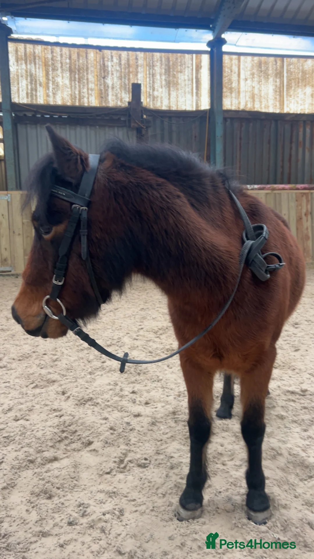 Dartmoor horses for sale: For sale - Advert 6