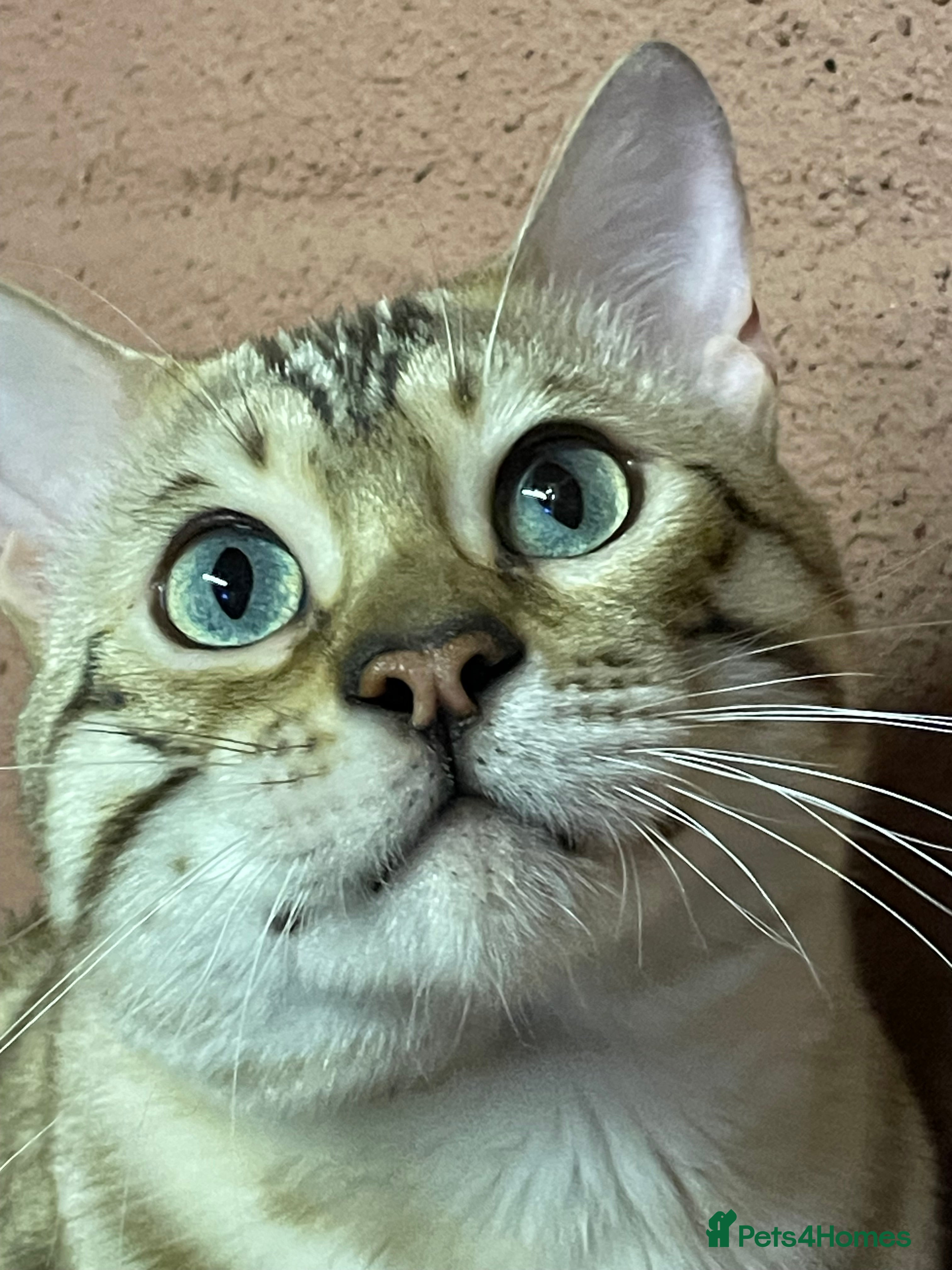 Bengal cats Bengal boy - Advert 1