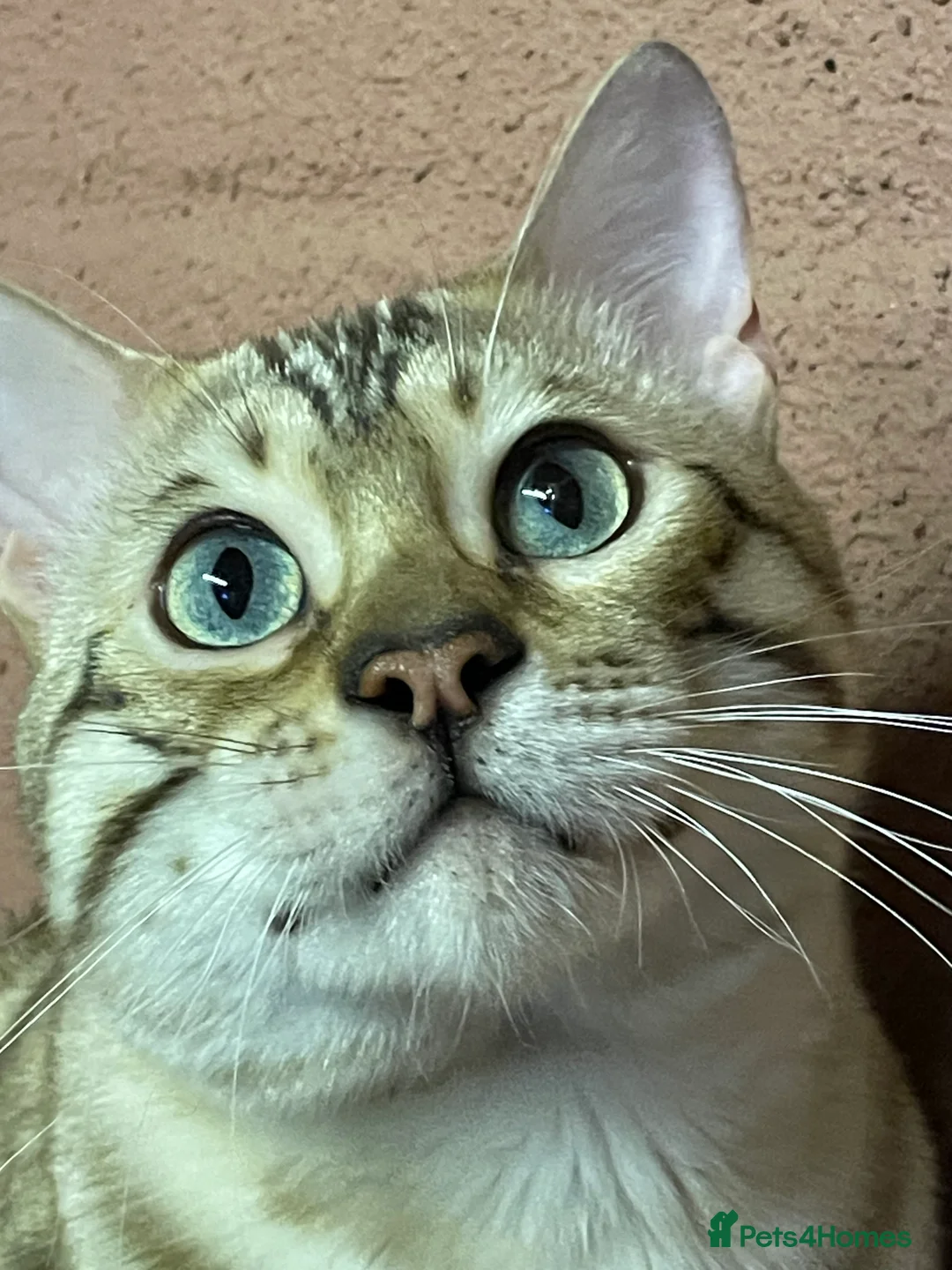 Bengal cats for sale: Bengal boy - Advert 1