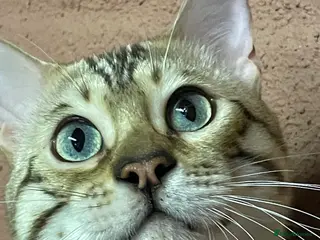 Bengal cats Bengal boy - Advert 1