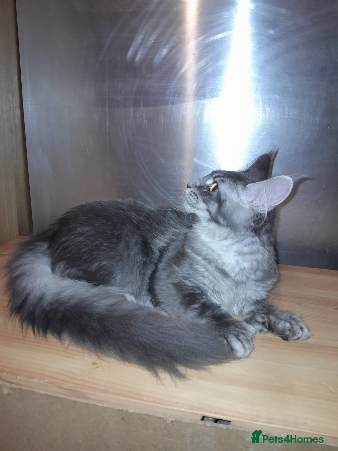 Maine Coon cats for sale: Polydactyl SolidBlue/BlackSilver Girls Maine Coon - Advert 4