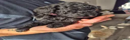 Miniature Poodle dogs for sale: 7 beautiful miniature poodles - Advert 7