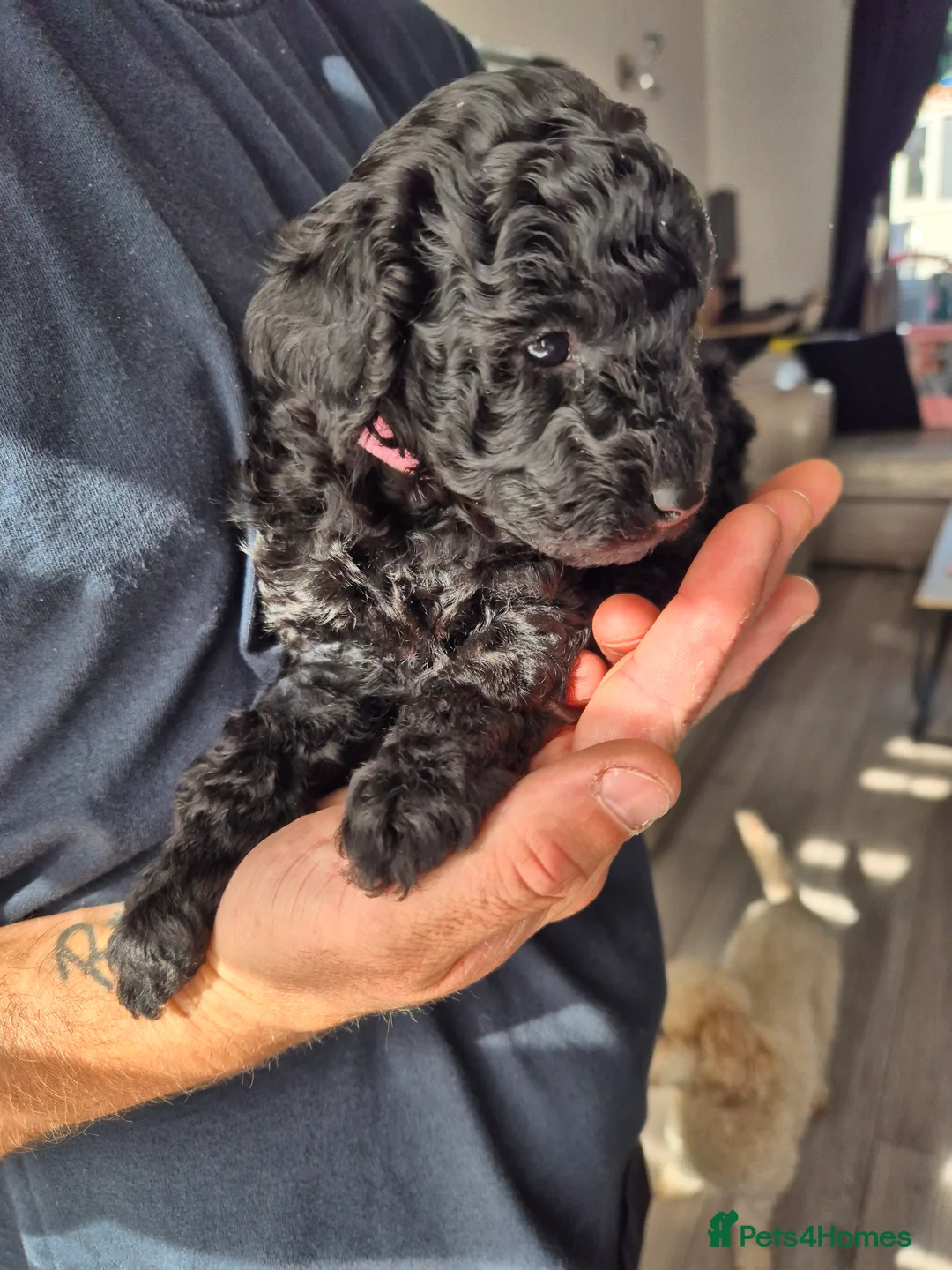 Miniature Poodle dogs for sale: Ready now! Only 2 girls left  - Advert 36