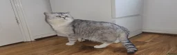 British Shorthair cats for sale: Blue eyed Golden British Shorthair female & male - Advert 22