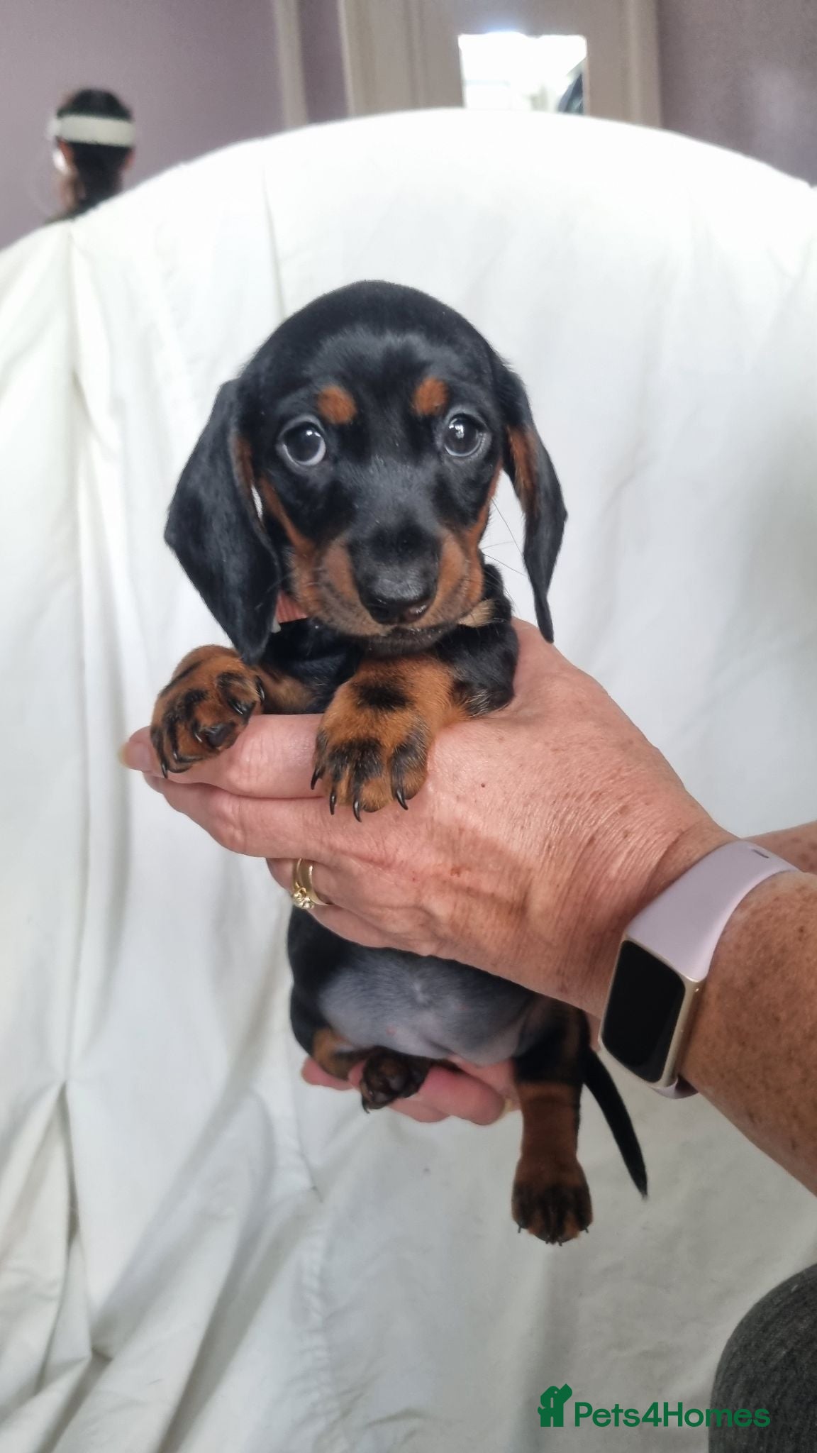 Miniature Dachshund dogs Looking for forever home! Can leave 9th Sept   - Advert 1