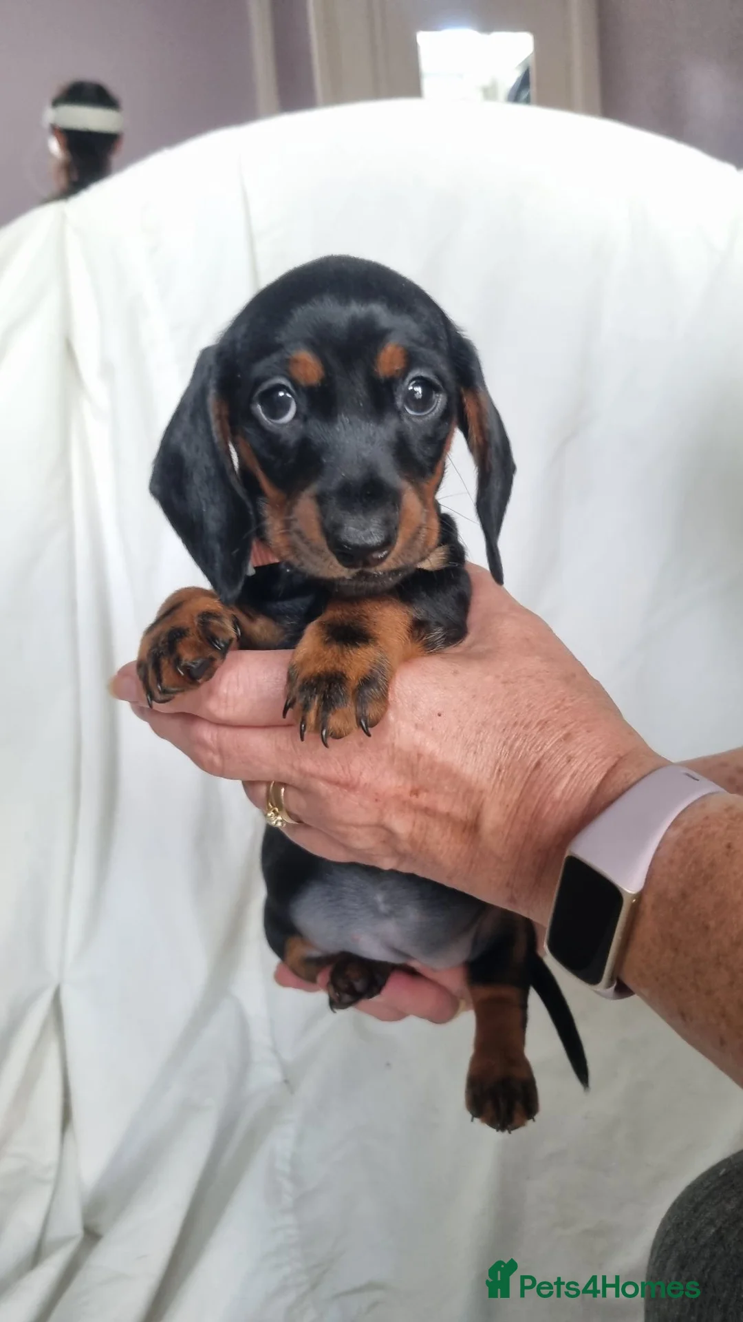 Miniature Dachshund dogs for sale: Looking for forever home! Can leave 9th Sept   in Preston - Advert 1