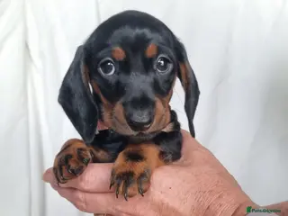 Miniature Dachshund dogs Ready to leave now! - Advert 1