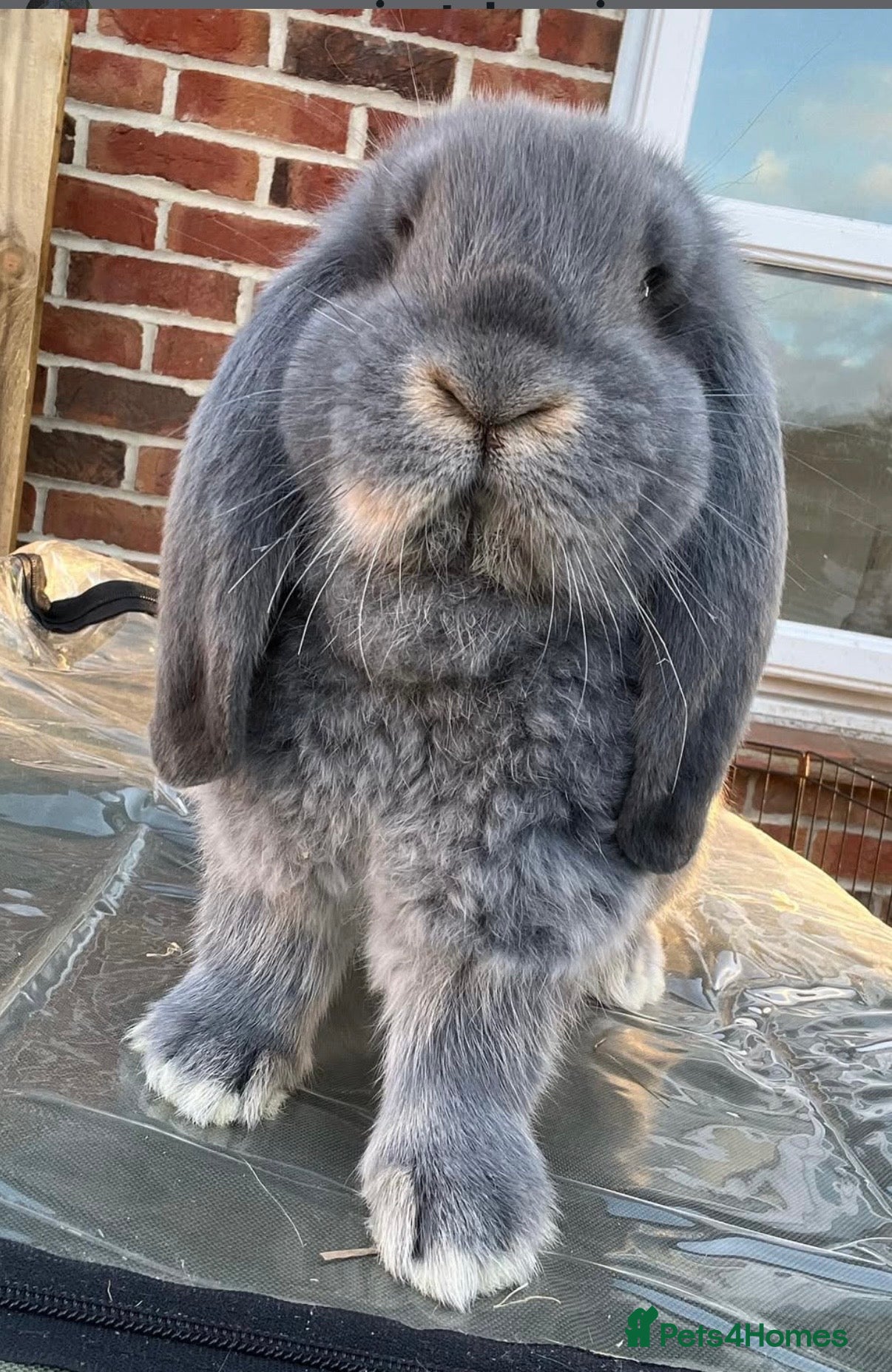 French Lop rabbits Blue otter French lop doe  - Advert 2