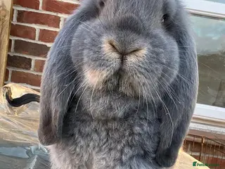 French Lop rabbits Blue otter French lop doe - Advert 2
