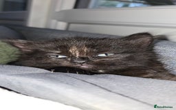 Maine Coon cats for sale: Amazing Mainecoon - Advert 2