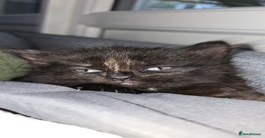 Maine Coon cats Amazing Mainecoon - Advert 13