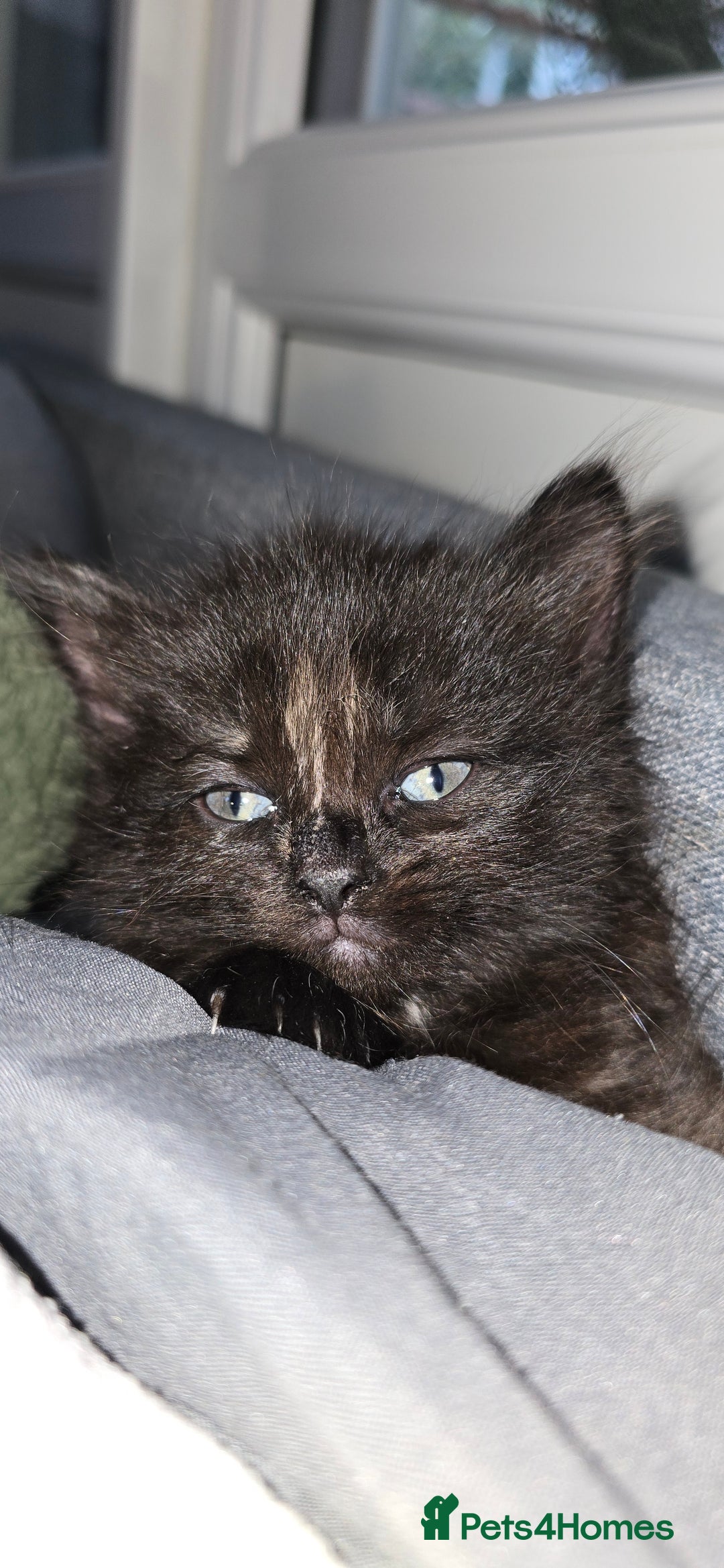 Maine Coon cats for sale: Amazing Mainecoon - Advert 2