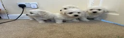 Maltese dogs for sale: Beautiful Maltese Puppies - Advert 8