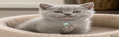 British Shorthair 2