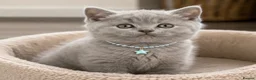 British Shorthair cats for sale: Adorable British Shorthair Kittens  in Bristol - Advert 3