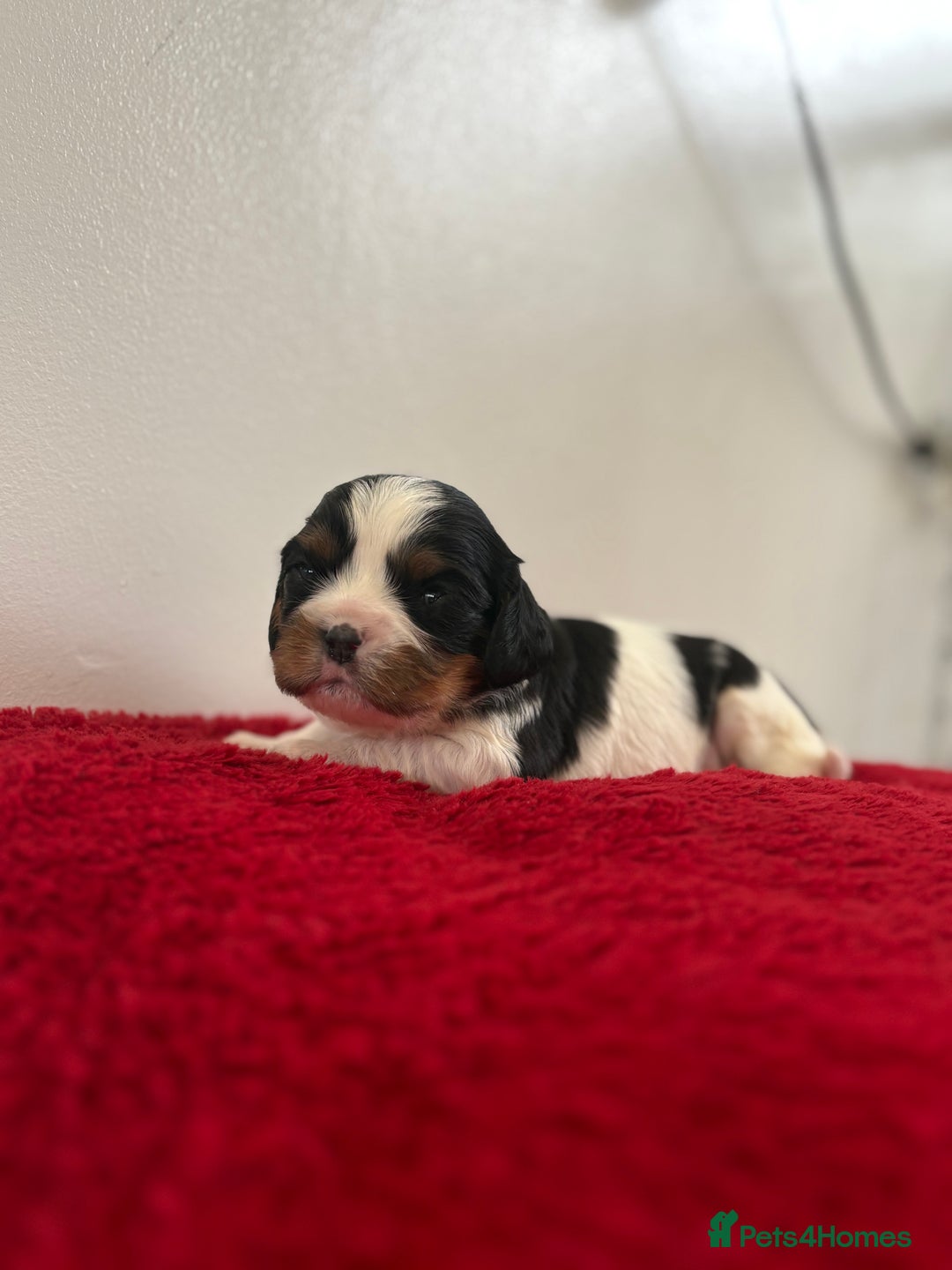 Cavalier King Charles Spaniel dogs for sale: Kc & health tested ckcs puppies - Advert 6