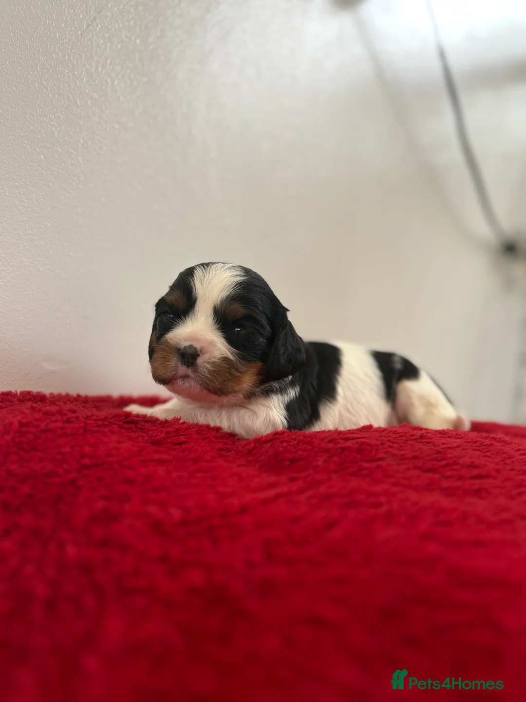 Cavalier King Charles Spaniel dogs for sale: 1 tri girl left - kc & health tested parents ❤️ - Advert 15