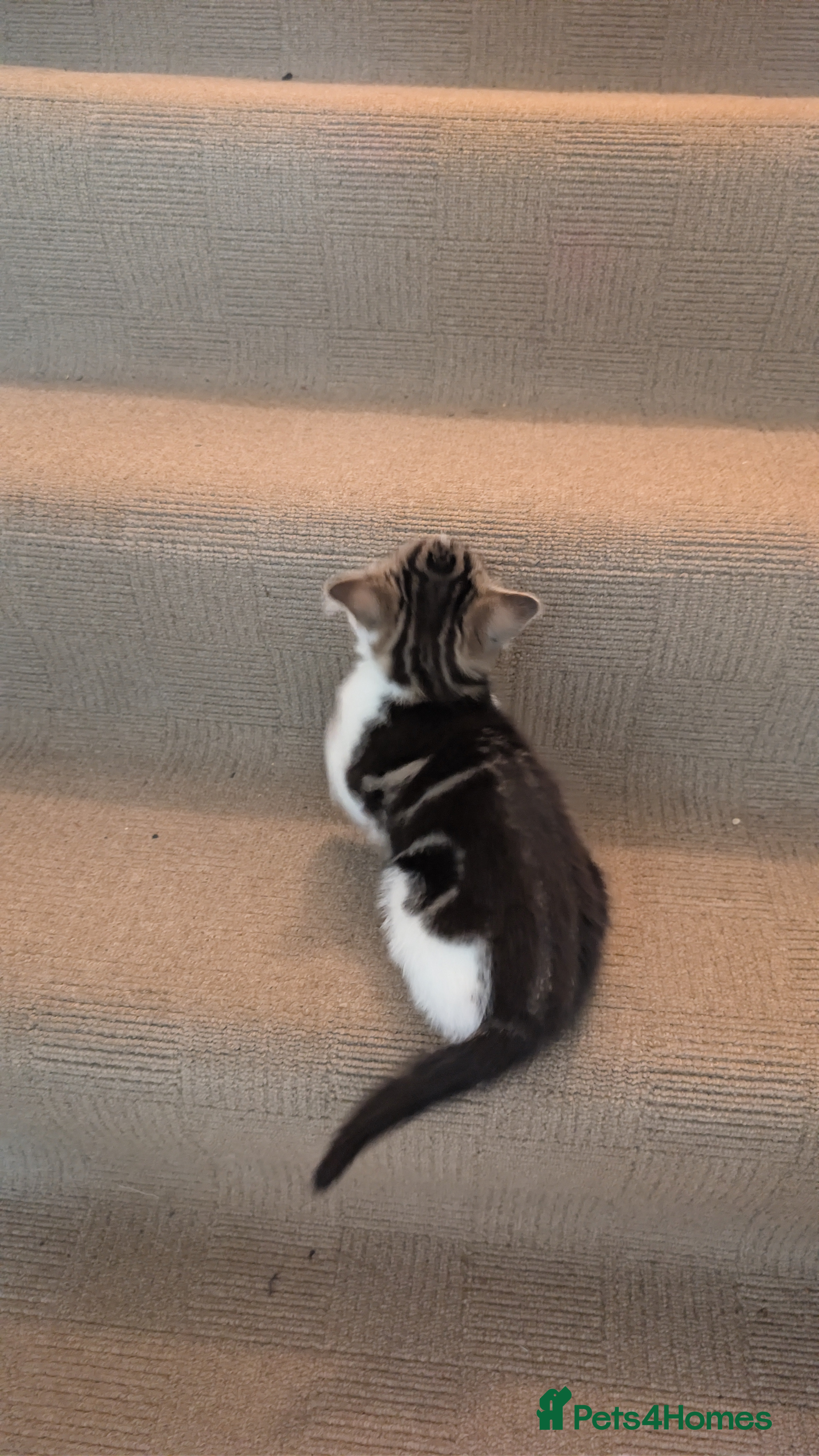 Scottish Fold cats Female kitten half Scottish fold  - Advert 7