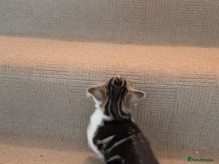 Scottish Fold cats Female kitten half Scottish fold - Advert 7