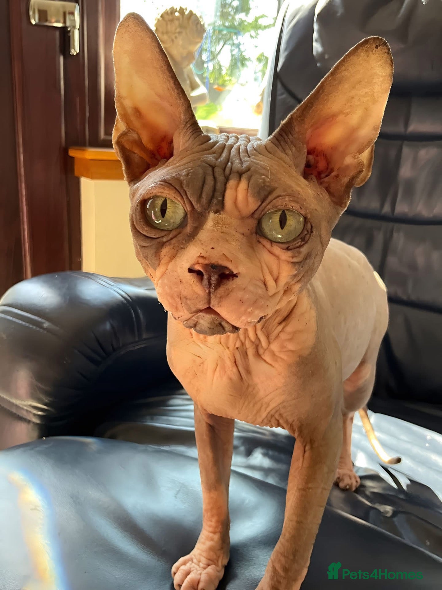 Sphynx cats Male sphynx will be 3 this November  - Advert 1