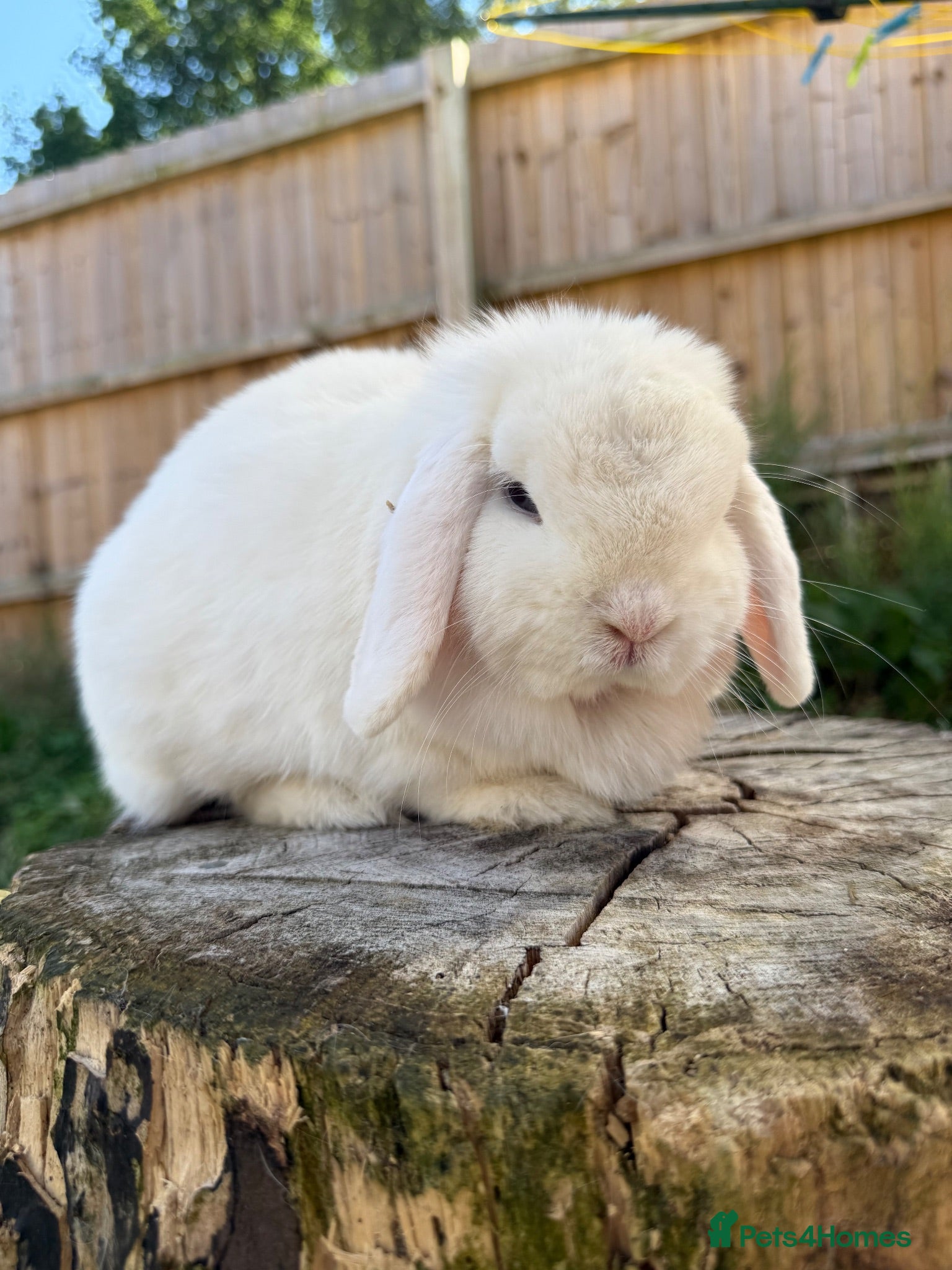 Mini Lop rabbits 2 year old Mini lop doe and kits  - Advert 1