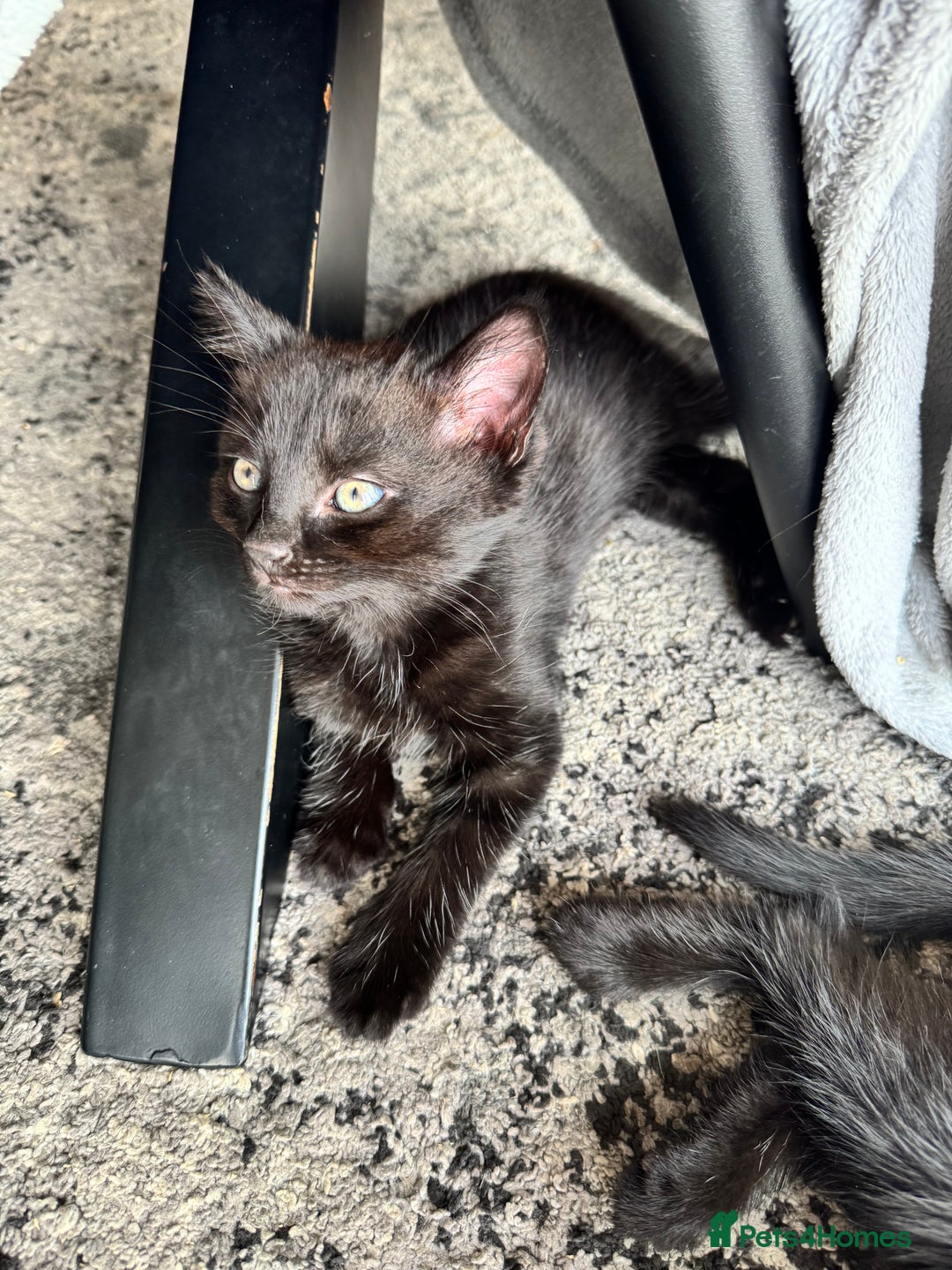 British Shorthair cats for sale: Brothers looking for their forever homes - Image 4