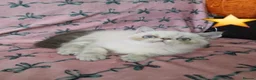 Exotic cats for sale: EXCEPTIONAL PERSIAN EXOTIC KITTENS  - Advert 8