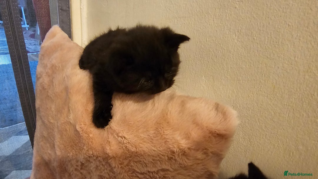 Bombay cats for sale: Selling 3 friendly kitten 😸 ♥️  - Advert 3