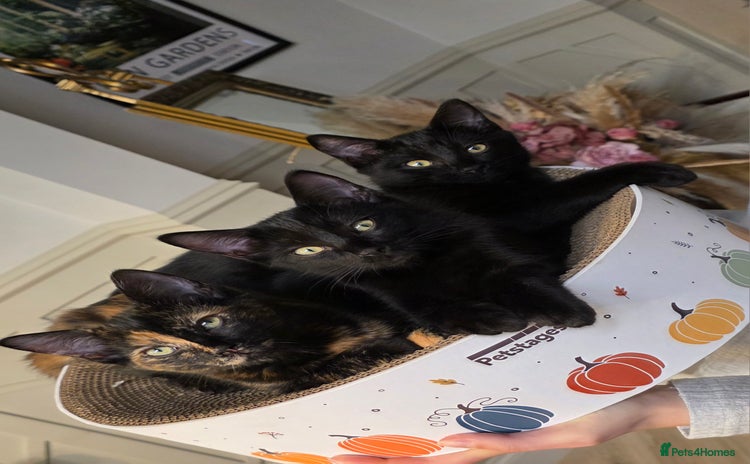 Mixed Breed cats - Advert 2
