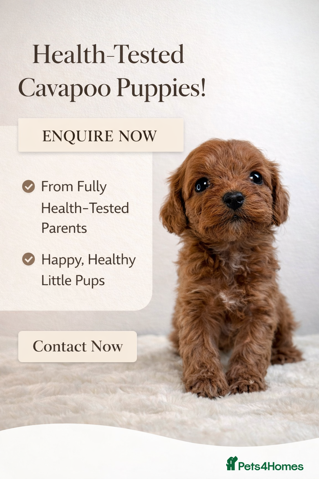 Cavapoo dogs Adorable Cavapoo puppies. Health tested Parent.  - Advert 1