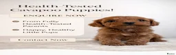 Cavapoo dogs for sale: Adorable Cavapoo puppies. Health tested Parent.  - Advert 1