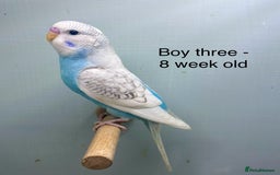 Budgerigars birds for sale: Stunning 8 week old baby budgies  - Advert 3