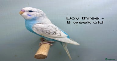 Budgerigars birds Stunning 8 week old baby budgies  - Advert 10