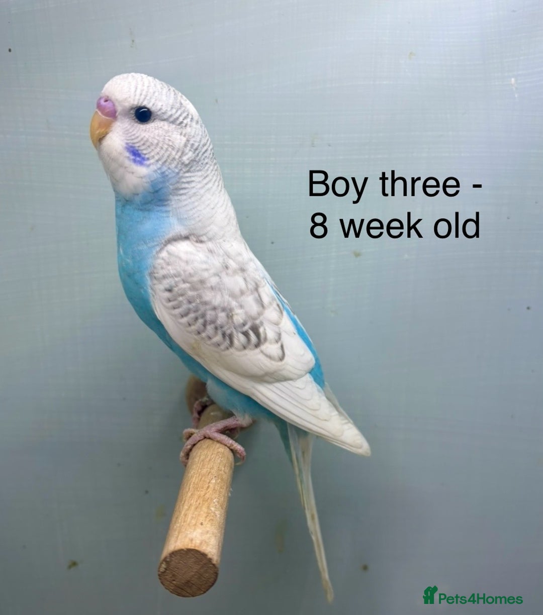 Budgerigars birds for sale: Stunning 8 week old baby budgies  - Advert 3