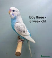 Budgerigars birds Stunning 8 week old baby budgies - Advert 2