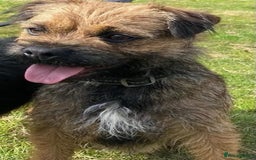 Mixed Breed dogs for sale: Corrier (Corgi X Border Terrier)  - Image 8
