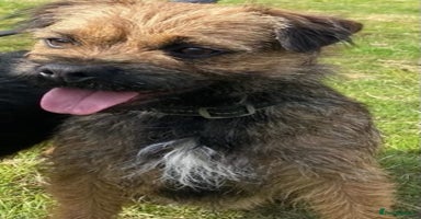 Mixed Breed dogs - Advert 4